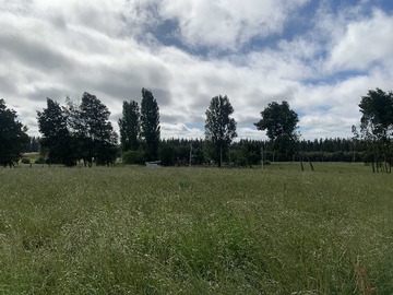 Venta / Terreno Agricola / Mulchén