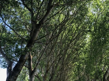 Venta / Terreno Agricola / Mulchén