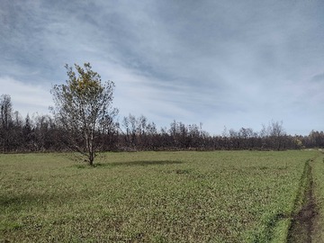 Venta / Terreno Agricola / Mulchén