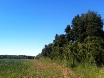 Venta / Terreno Agricola / Mulchén