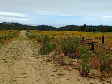 Venta / Terreno Agricola / Navidad