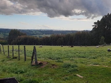 Venta / Terreno Agricola / Osorno