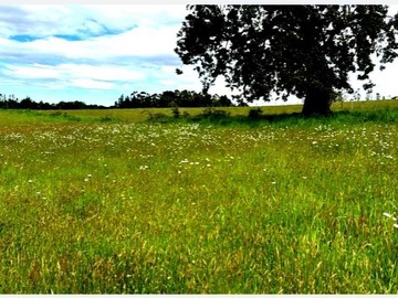 Venta / Terreno Agricola / Osorno