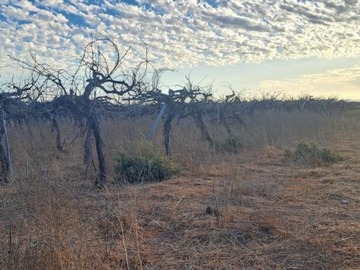 Venta / Terreno Agricola / Ovalle