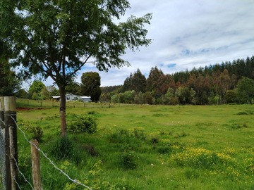 Venta / Terreno Agricola / Paillaco