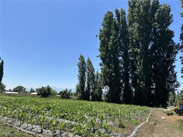 Venta / Terreno Agricola / Paine