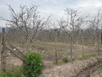 Venta / Terreno Agricola / Paine