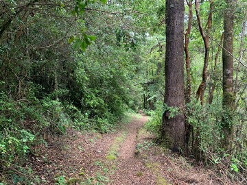 Venta / Terreno Agricola / Panguipulli