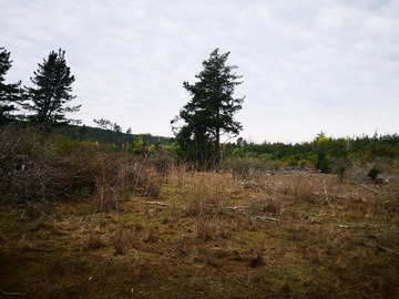 Venta / Terreno Agricola / Parral
