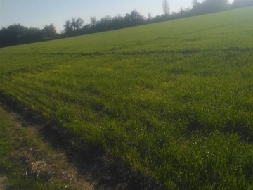 Venta / Terreno Agricola / Parral