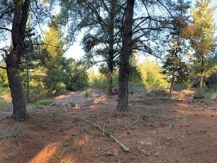 Venta / Terreno Agricola / Parral