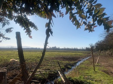 Venta / Terreno Agricola / Pelarco