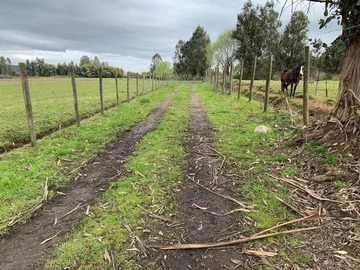 Venta / Terreno Agricola / Pelarco