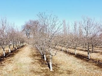 Venta / Terreno Agricola / Pemuco