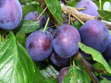 Venta / Terreno Agricola / Peralillo