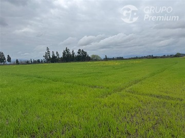 Venta / Terreno Agricola / Peralillo
