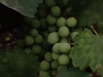 Árbol en producción: uvas