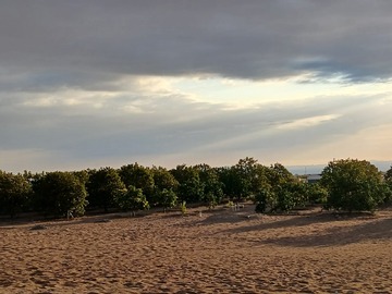 Venta / Terreno Agricola / Pica