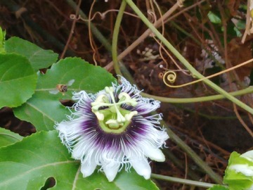Passiflora (maracuyas)