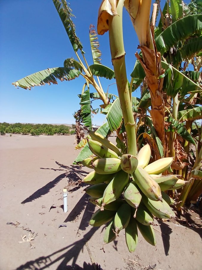 Árbol en producción: platano