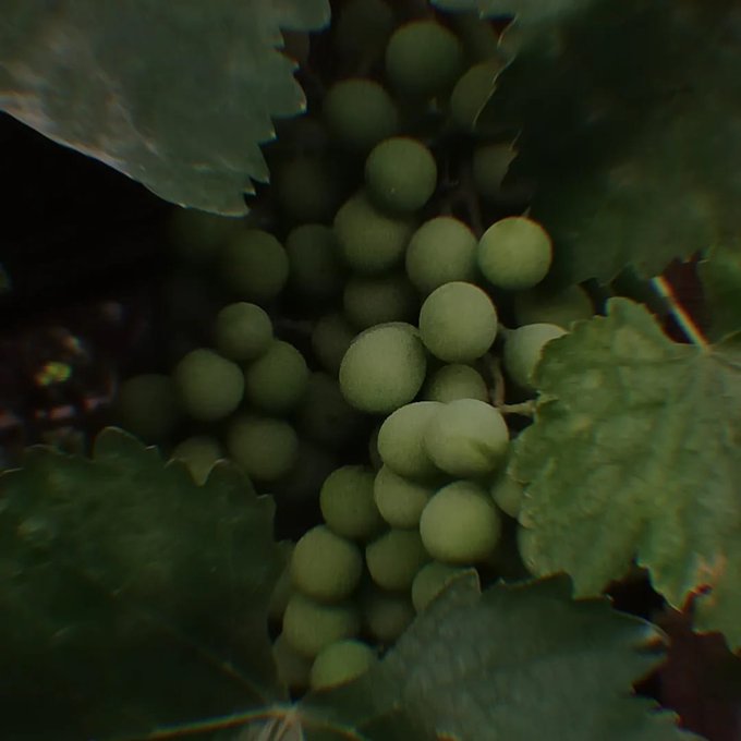 Árbol en producción: uvas