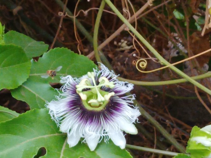 Passiflora (maracuyas)