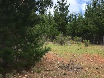 Venta / Terreno Agricola / Pichilemu