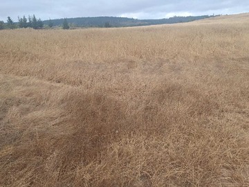 Venta / Terreno Agricola / Pichilemu