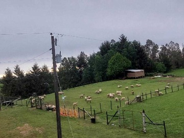 Venta / Terreno Agricola / Pitrufquén