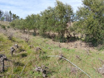 Venta / Terreno Agricola / Portezuelo