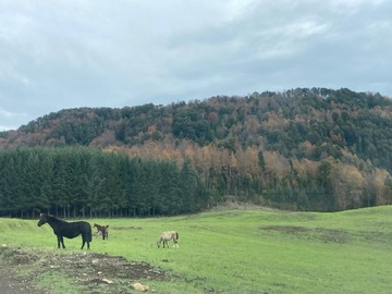 Venta / Terreno Agricola / Pucón