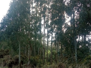 Imagen 7