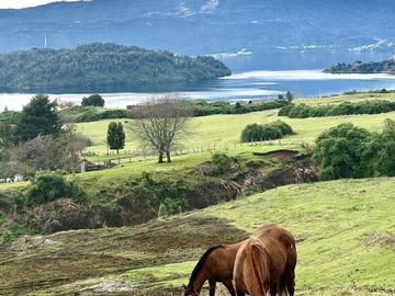 Venta / Terreno Agricola / Puerto Octay