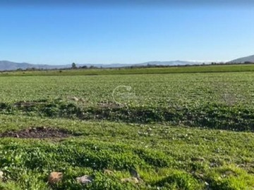 Venta / Terreno Agricola / Punitaqui