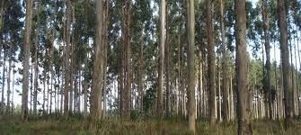 Venta / Terreno Agricola / Purranque