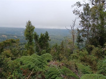 Venta / Terreno Agricola / Purranque