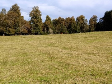 Venta / Terreno Agricola / Purranque