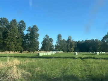 Venta / Terreno Agricola / Purranque