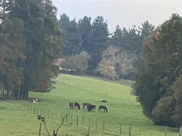 Venta / Terreno Agricola / Purranque