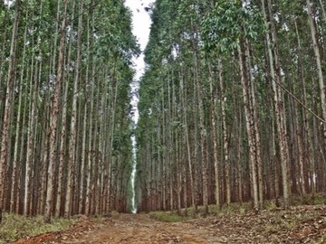 Venta / Terreno Agricola / Purranque