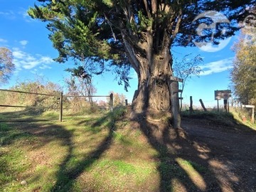 Venta / Terreno Agricola / Quilaco