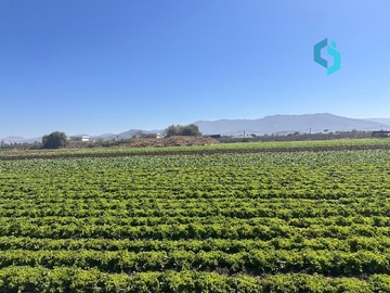 Venta / Terreno Agricola / Quillota