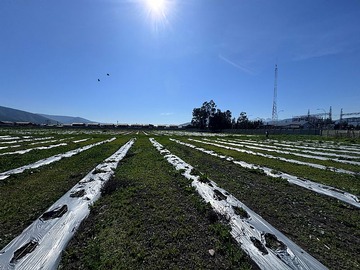 Venta / Terreno Agricola / Quillota