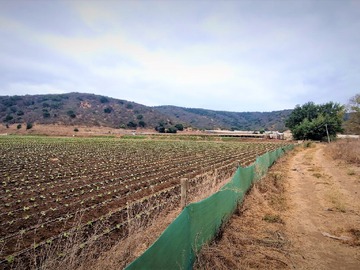 Venta / Terreno Agricola / Quillota