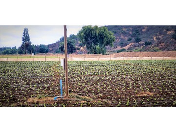 Venta / Terreno Agricola / Quillota