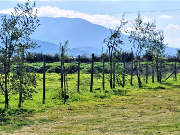 Venta / Terreno Agricola / Quillota