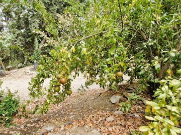 Imagen 28