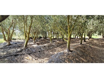 Venta / Terreno Agricola / Quillota