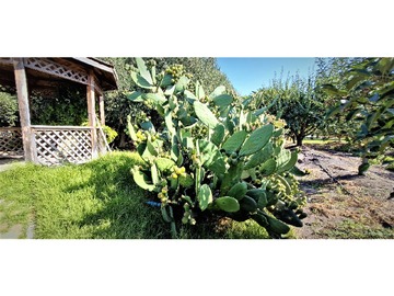 Venta / Terreno Agricola / Quillota