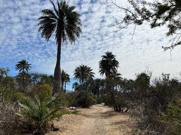 Venta / Terreno Agricola / Quillota
